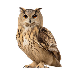 Obraz premium Majestic Owl Perched Gracefully with Striking Feathers and Intense Eyes Against a Clean Background Transparent background or png