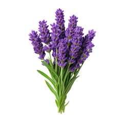 Fototapeta premium Fresh Lavender Bouquet with Vibrant Purple Flowers and Green Leaves on a Light Background Transparent background or png
