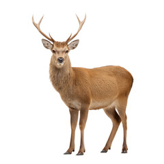 Obraz premium Majestic male deer standing proudly in a natural pose with impressive antlers in nature, showcasing elegance and beauty in wildlife Transparent background or png