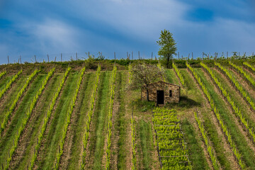 Montalcino, podere rurale