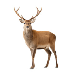 Fototapeta premium Majestic stag standing proudly with antlers, showcasing grace and nature’s beauty in a serene environment Transparent background or png