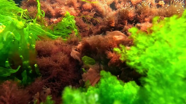 Black Sea macrophyte algae, green algae Enteromorpha intestinalis and red Ceramium algae on the shore in clear water in the Black Sea