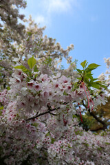 Closeup of cherry blossom tree