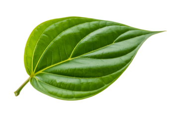 Green Piper betle leaf isolated