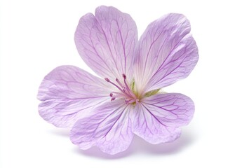 Obraz premium WHITE BACKGROUND