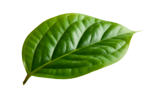 Green Piper betle leaf isolated