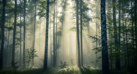 Obraz premium Soft Sunlight in a Misty Tall Tree Forest