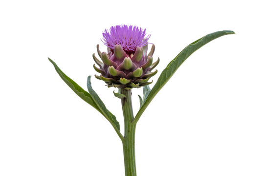 Artichoke Flower isolated