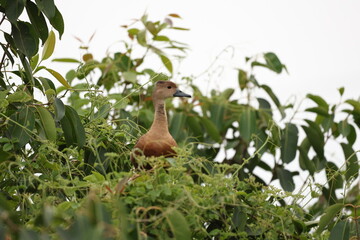 Lesser whistling Duck on tree