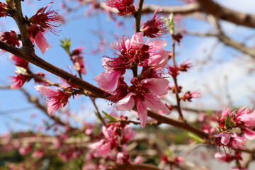 Beauty of blooming at Edo castle gardens