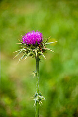 Close-up of a Milk Thistle (Silybum marianum) in bloom, a medicinal wild plant known for its vibrant purple flower and spiny leaves, common in Mediterranean landscapes.