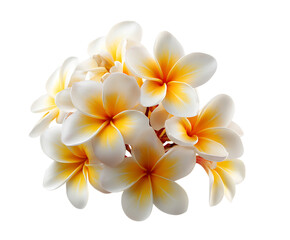 Naklejka premium Decorative Plumeria Blossoms with Soft White Hues