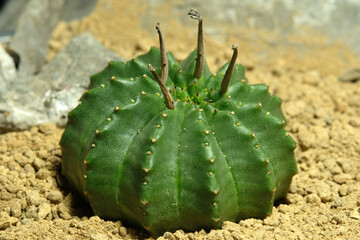 Close up Euphorbia meloformis subs. Valida on artificial habitat, live at rocky ground on desert...