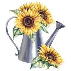 Sunflowers in a garden watering can on an isolated background. Hand-painted watercolor illustration of autumn flowers. Botanical flower painting in rustic style A clipart for invitations and postcards © Marina