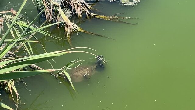 Eine Schildkr&ouml;te in einem T&uuml;mpel auf Kreta.
