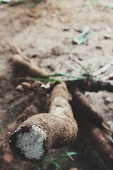 YUCA
