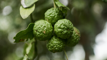 Fototapeta premium Close-Up of Fresh Kaffir Lime Fruits on the Tree