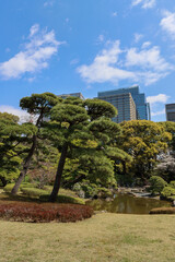 Obraz premium Tress in Ninomaru garden - Tokyo, Japan