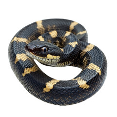 Obraz premium Black and yellow snake curled up on a transparent surface displaying detailed scales, isolated for viewing, transparent background, cutout PNG