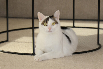 White and Black Cat