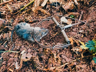 Dead Rat Caught in a Trap Close-Up View of Rodent Control
