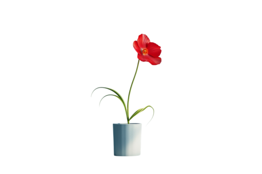 Bright red flower in a white pot against a minimalist background showcasing natural beauty and simplicity