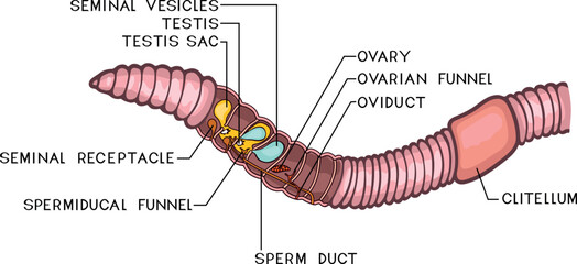 Scheme of reproductive system of earthworm for biology lesson
