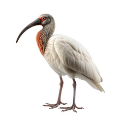 Obraz premium Ibis standing on black ground isolated on transparent background, png