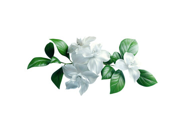 White jasmine flowers arranged with green leaves creating a natural and elegant display