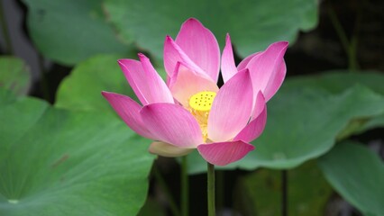 Obraz premium Close-Up of Blooming Pink Lotus Flower