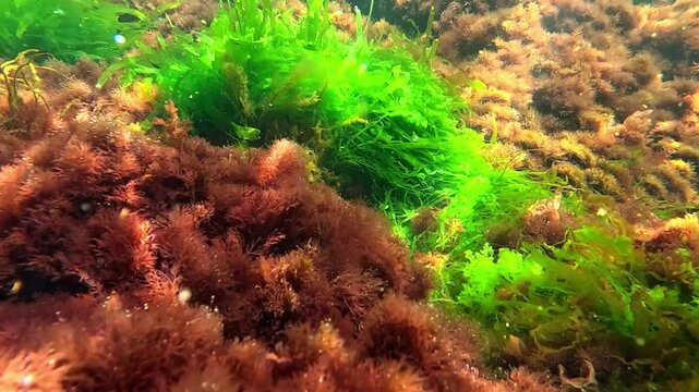Black Sea macrophyte algae, green algae Enteromorpha intestinalis and red Ceramium algae on the shore in clear water in the Black Sea