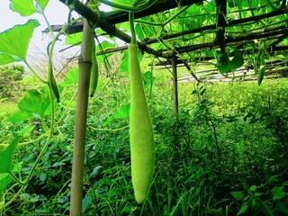 Luffa Growing on a Bamboo Trellis A Vibrant Green Vegetable