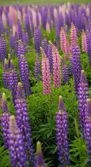 Blooming lupines in vibrant lavender and pink hues in a lush field