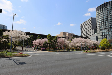 Street in Tokyo during sakura