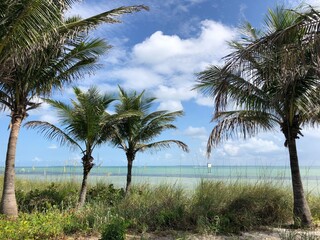 Obraz premium palm trees on the beach