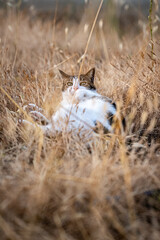 Gatto