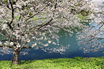 Scenic background with bloomed trees in spring season