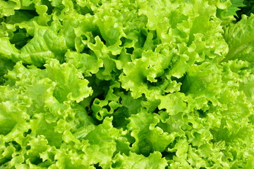 top view of Fresh Green Lettuce growing on the garden bed