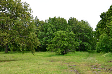 A Lush Green Meadow with Trees and a Pathway