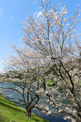 Fototapeta premium Cherry tree in bloom - Tokyo, Japan
