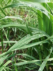 green grass in the morning, close up view