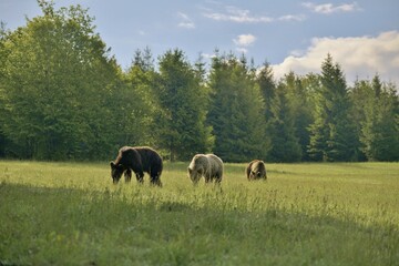 Three Brown Bears eating grass in forest clearing in the Romanian countryside, under a blue sky dotted with white clouds.