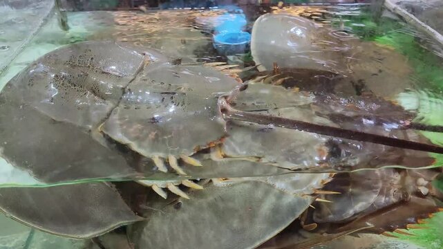 horseshoe crabs struggling in a water tank.