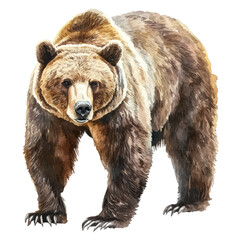 watercolor vector of Grizzly Bear, isolated on a white background.