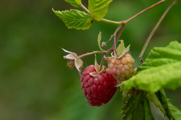 Raspberry fruit in a garden