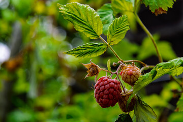 Raspberry fruit in a garden