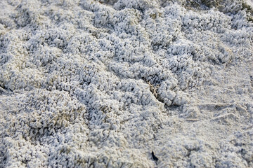 Uzbekistan saline soil