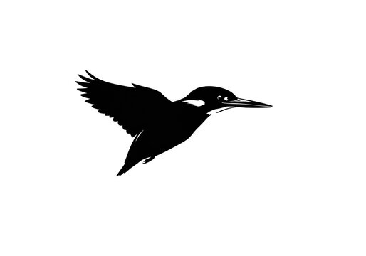 A striking silhouette of a kingfisher in flight against a stark white background image capture