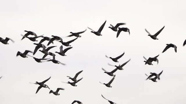 A swarm of brant or brent geese (Branta bernicla) flying over - slow motion
