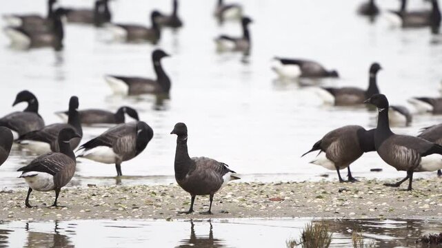A swarm of brant or brent geese (Branta bernicla) standing along the tide line.